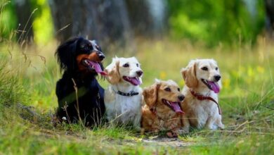 Pet Safe Weed Killer