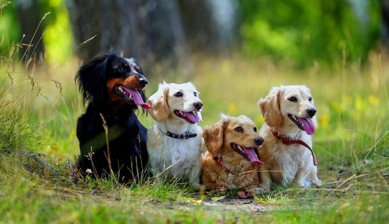 Pet Safe Weed Killer