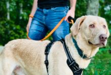 Heavy Duty Dog Leash