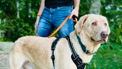 Heavy Duty Dog Leash