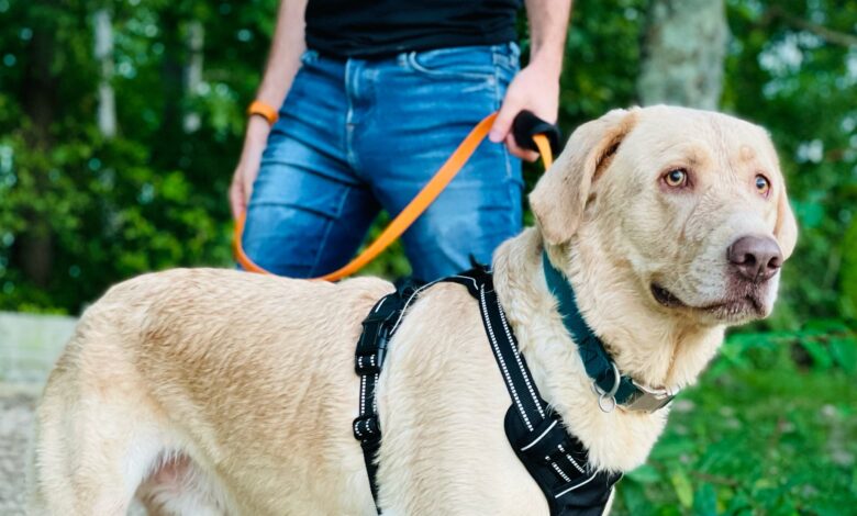 Heavy Duty Dog Leash